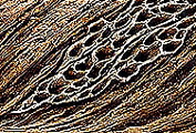 Draped Rock &mdash; surface detail